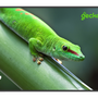 Профессиональные дисплей "Geckotouch 65DF"